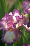 iris picture